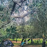 Volme Tent Kamp alanı *